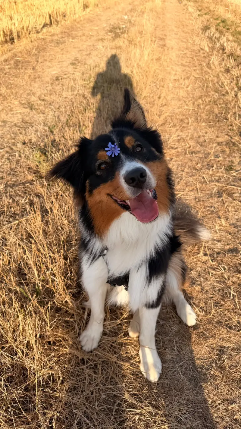 Berger australien tricolore avec une fleur sur la tête lors d'une balade dans les champs