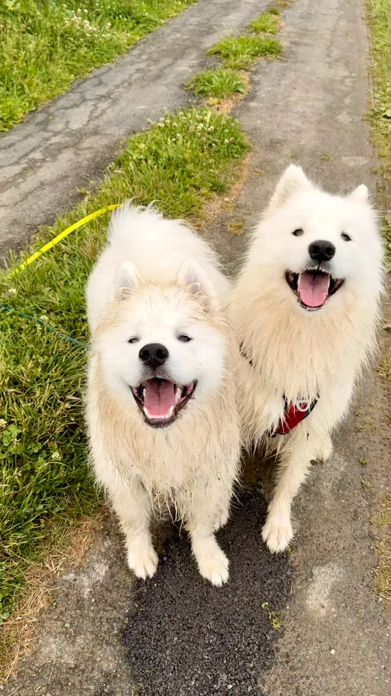 Deux samoyèdes trempés et joyeux après une promenade sous la pluie
