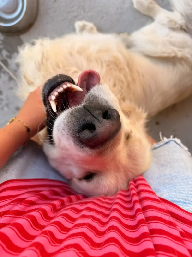 Golden retriever sur le dos, câliné pendant une visite à domicile